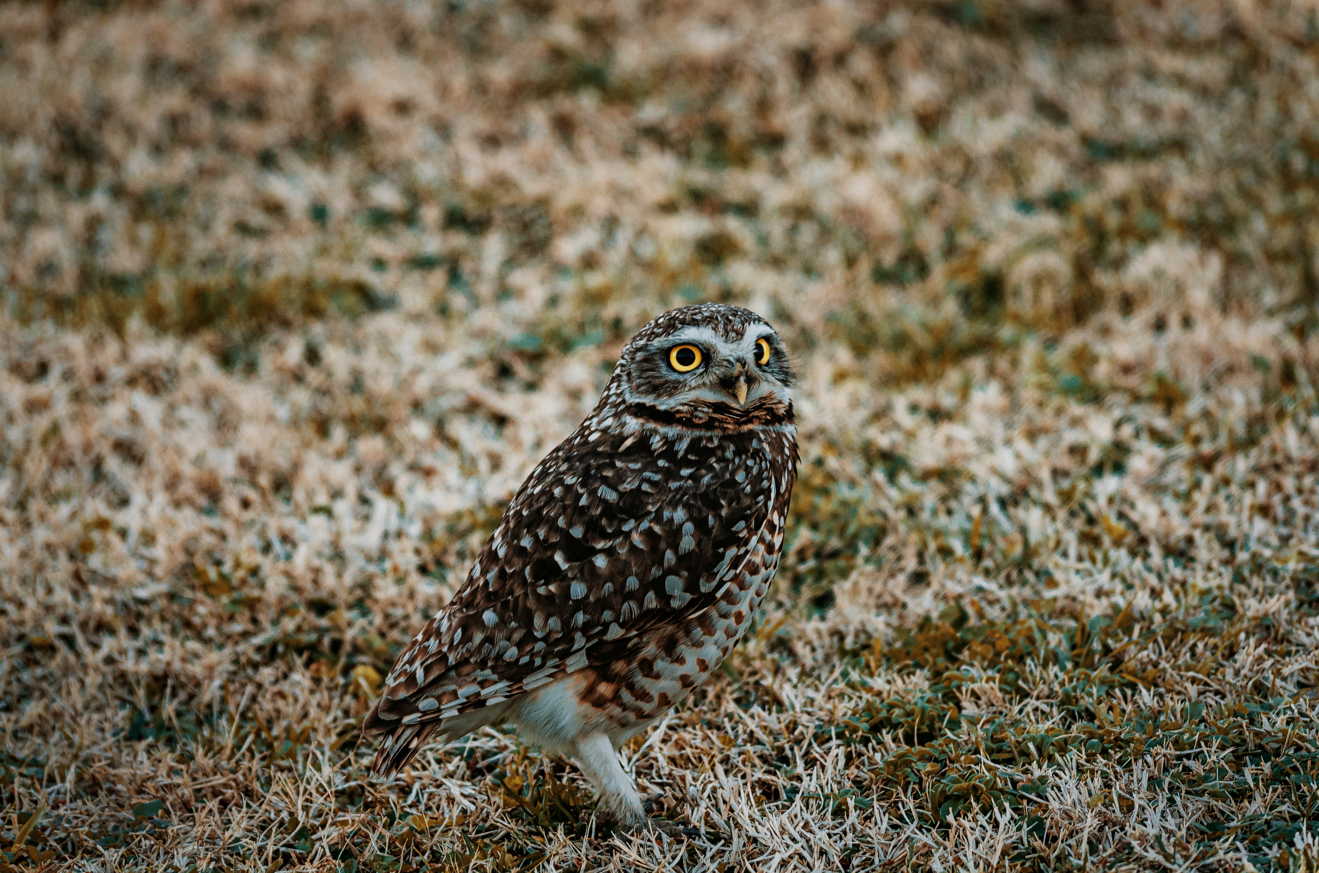 brown and white owl on green grass during daytime